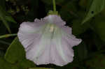 Hedge false bindweed